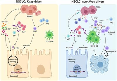 Lung Cancer Heterogeneity in Modulation of Th17/IL17A Responses